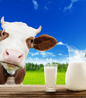Сырое молоко высшего сорта от 24 тонн в день
